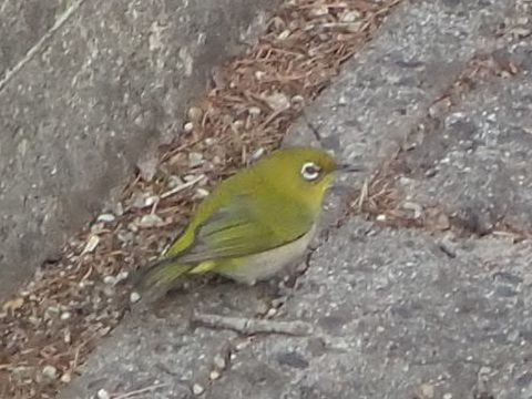 緑の鳥