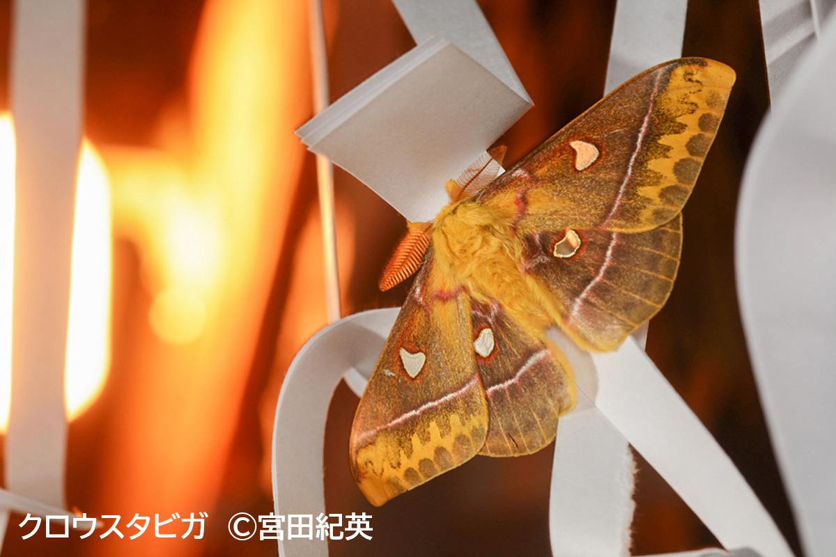 秋の夕べの昆虫観察会 知らざれる蛾の魅力に迫る！ | ぐるった