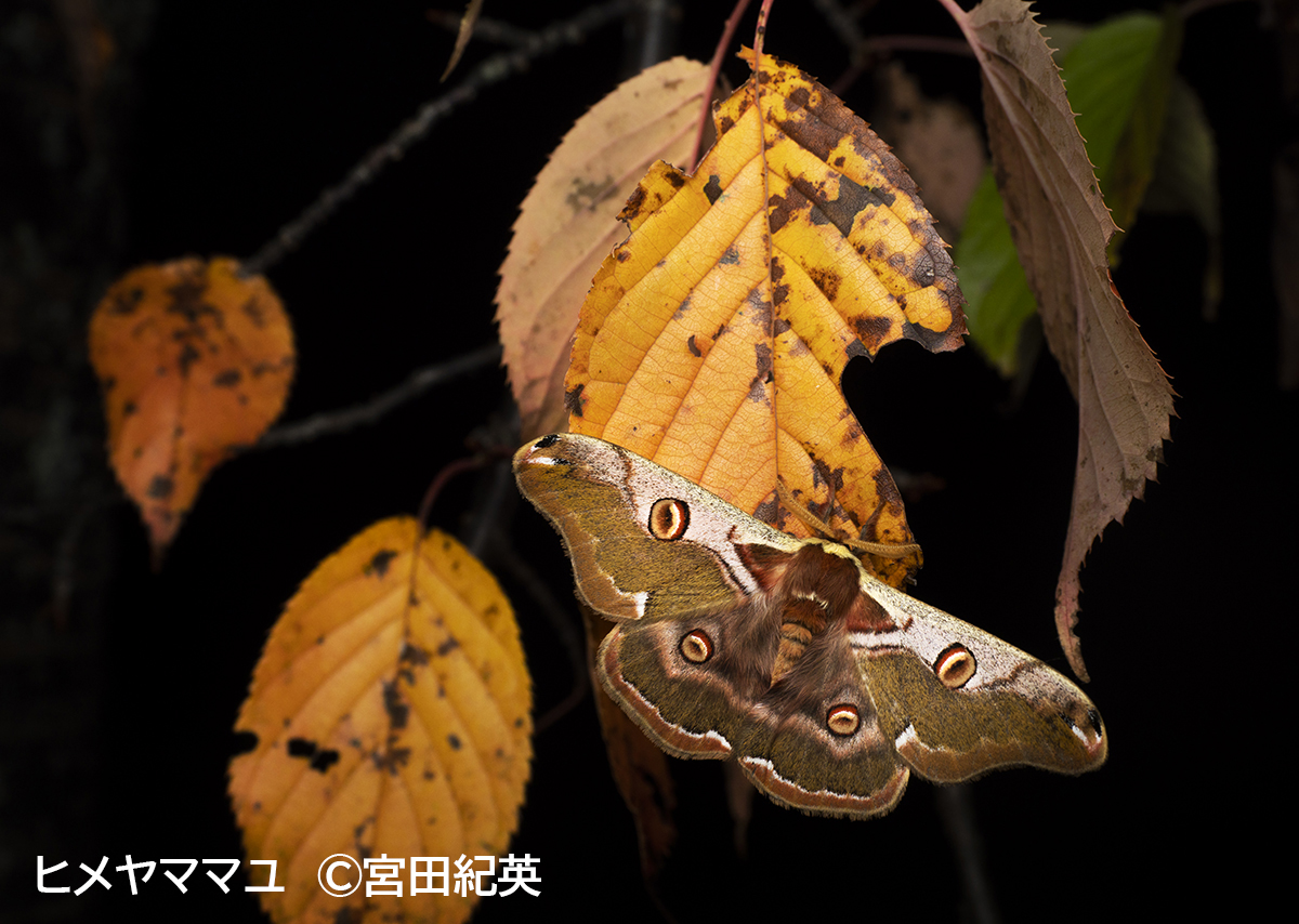 ヒメヤママユ