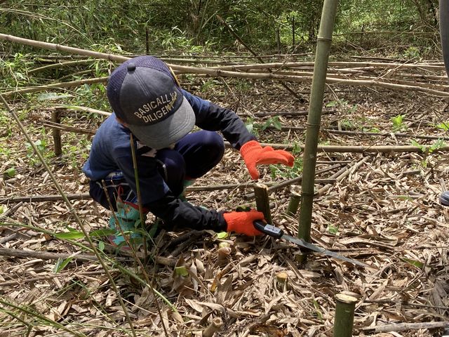 地面すれすれに伐ります